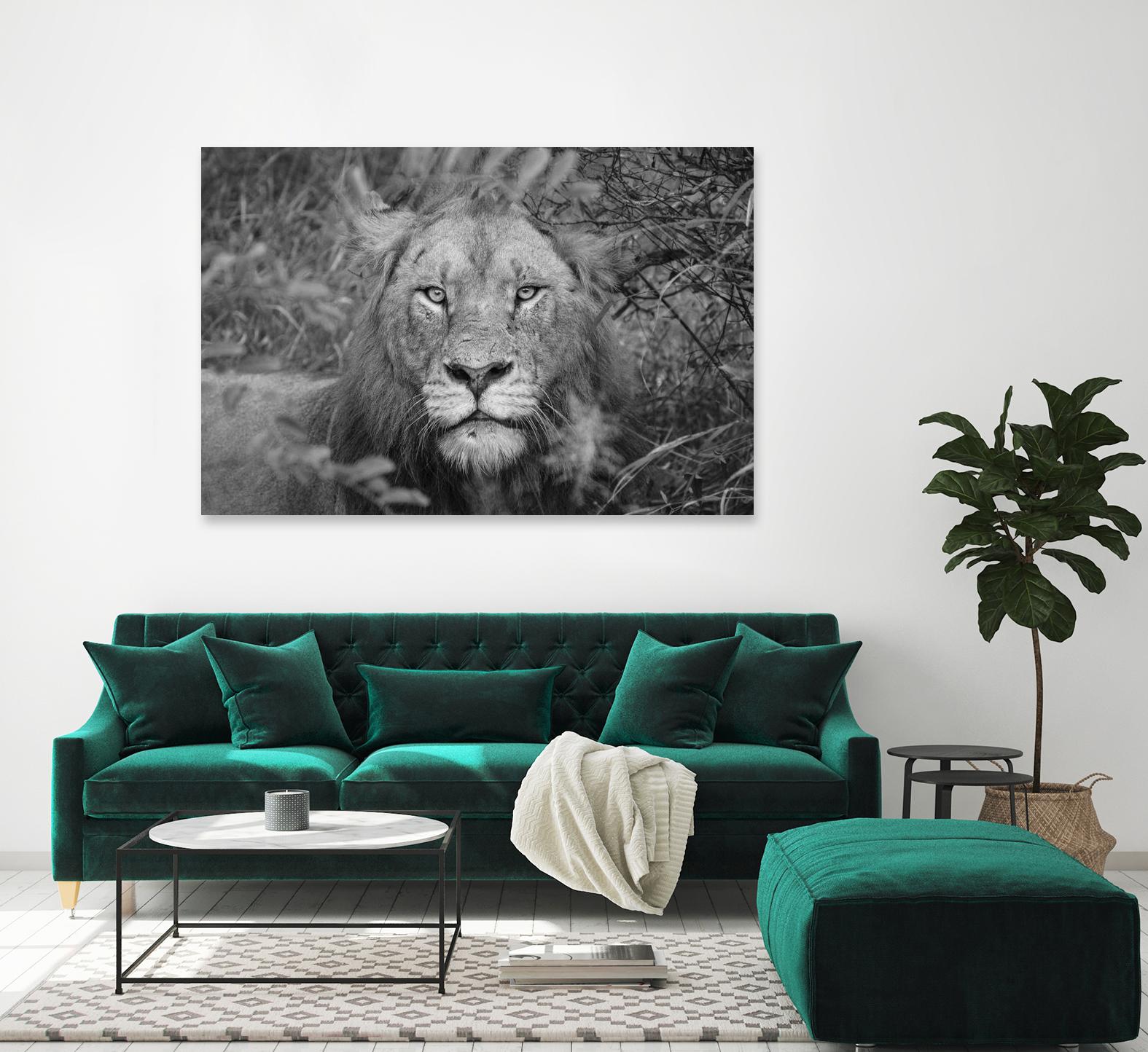 Into the eyes of the lion by Nick Jackson on GIANT ART - white animals