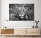 Into the eyes of the lion by Nick Jackson on GIANT ART - white animals