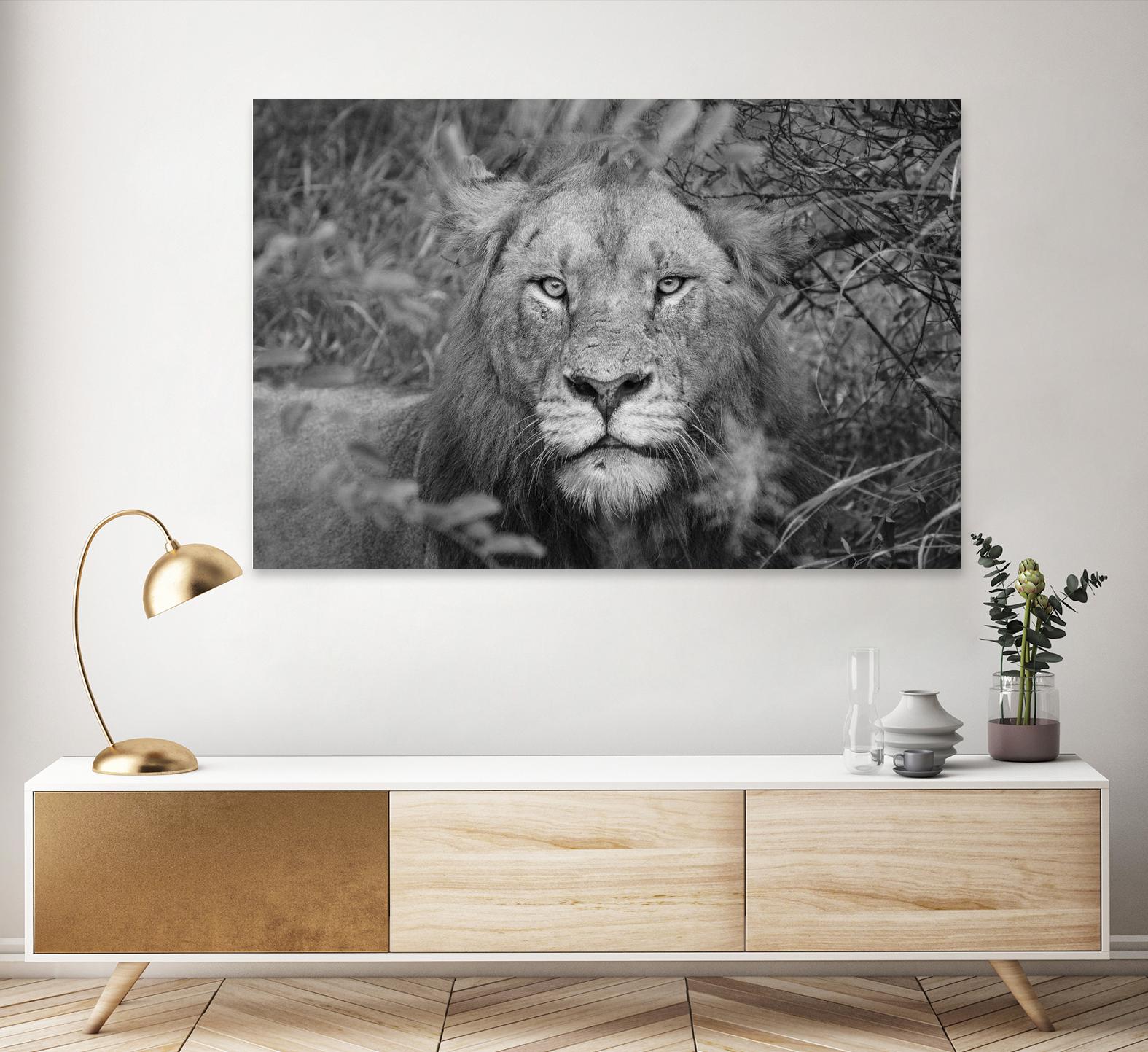 Into the eyes of the lion by Nick Jackson on GIANT ART - white animals