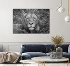 Into the eyes of the lion by Nick Jackson on GIANT ART - white animals