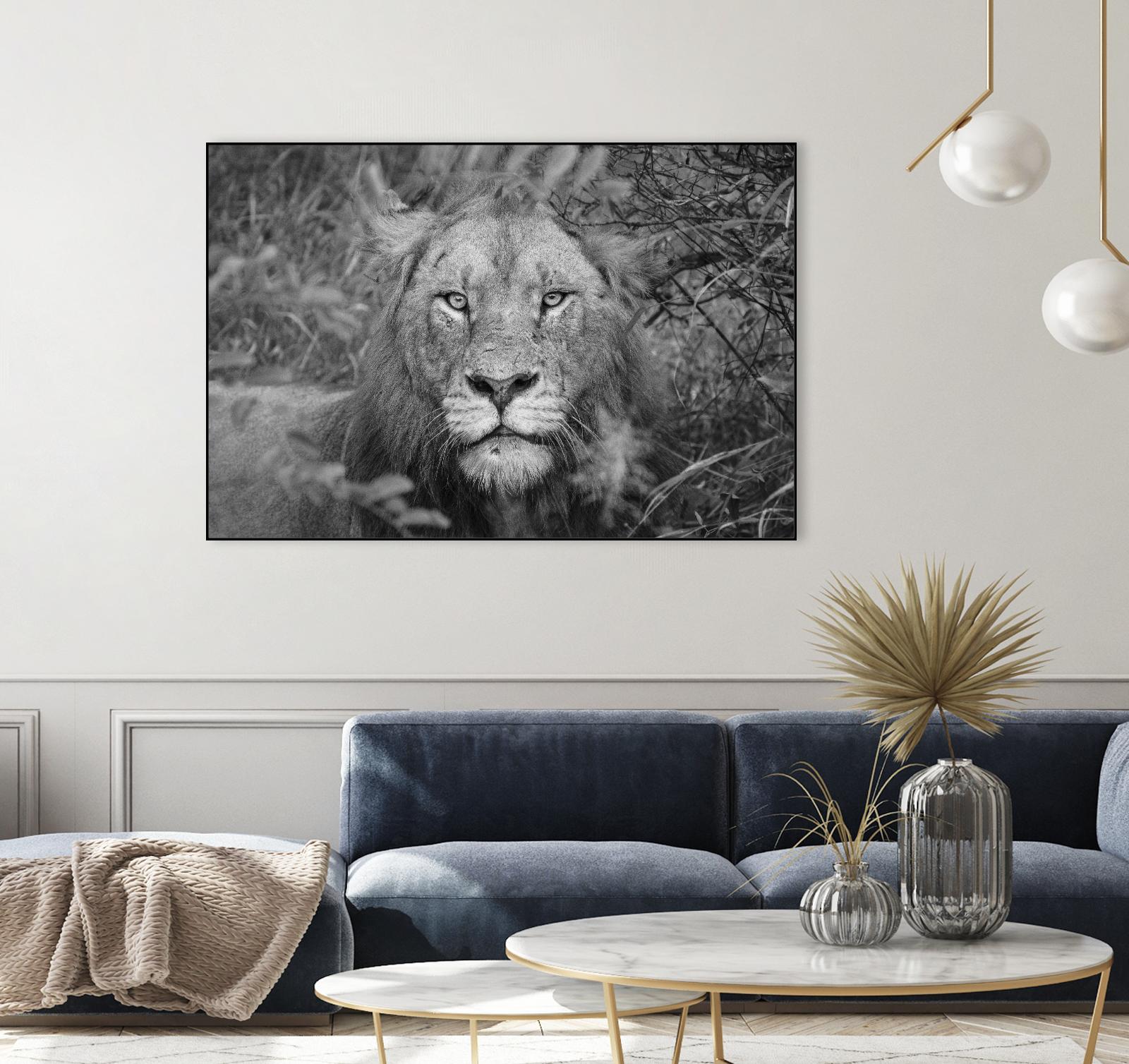 Into the eyes of the lion by Nick Jackson on GIANT ART - white animals
