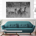Safety in numbers by Nick Jackson on GIANT ART - white animals