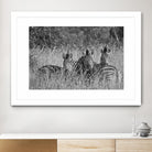 Safety in numbers by Nick Jackson on GIANT ART - white animals