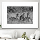 Safety in numbers by Nick Jackson on GIANT ART - white animals