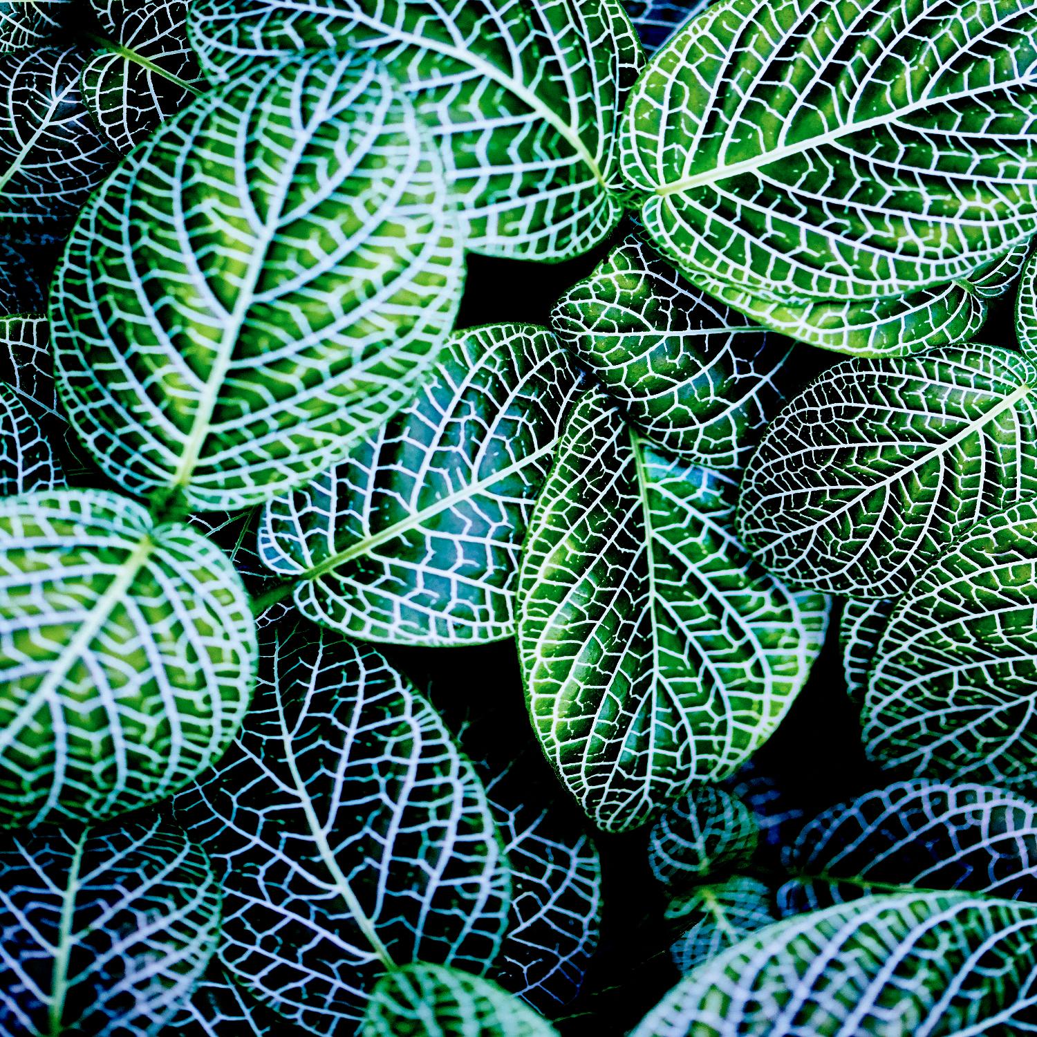 Leaf VIII by Peter Morneau on GIANT ART - white botany