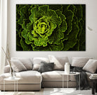 Cabbage I by Peter Morneau on GIANT ART - green photo art