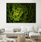Cabbage I by Peter Morneau on GIANT ART - green photo art