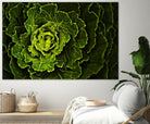 Cabbage I by Peter Morneau on GIANT ART - green photo art