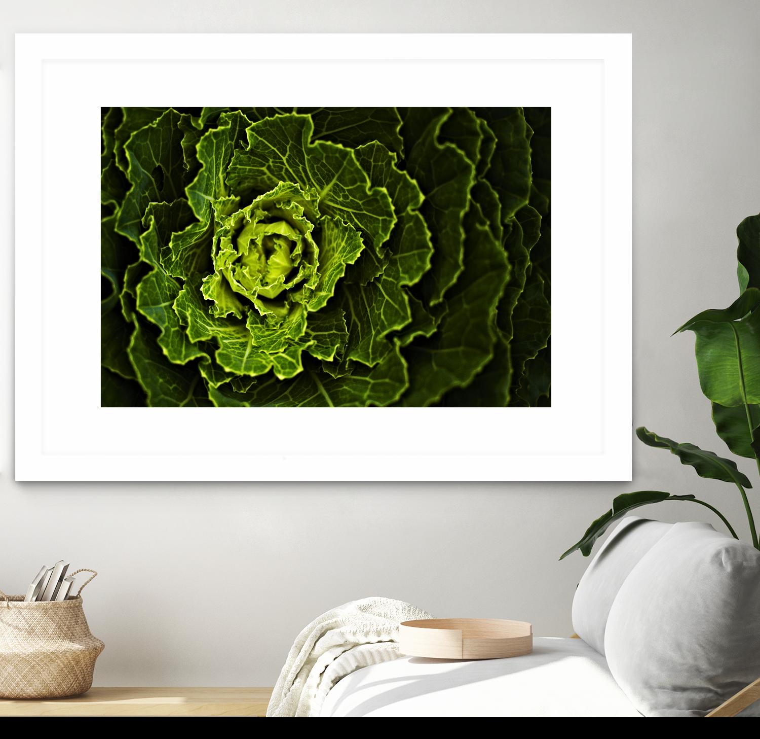 Cabbage I by Peter Morneau on GIANT ART - green photo art