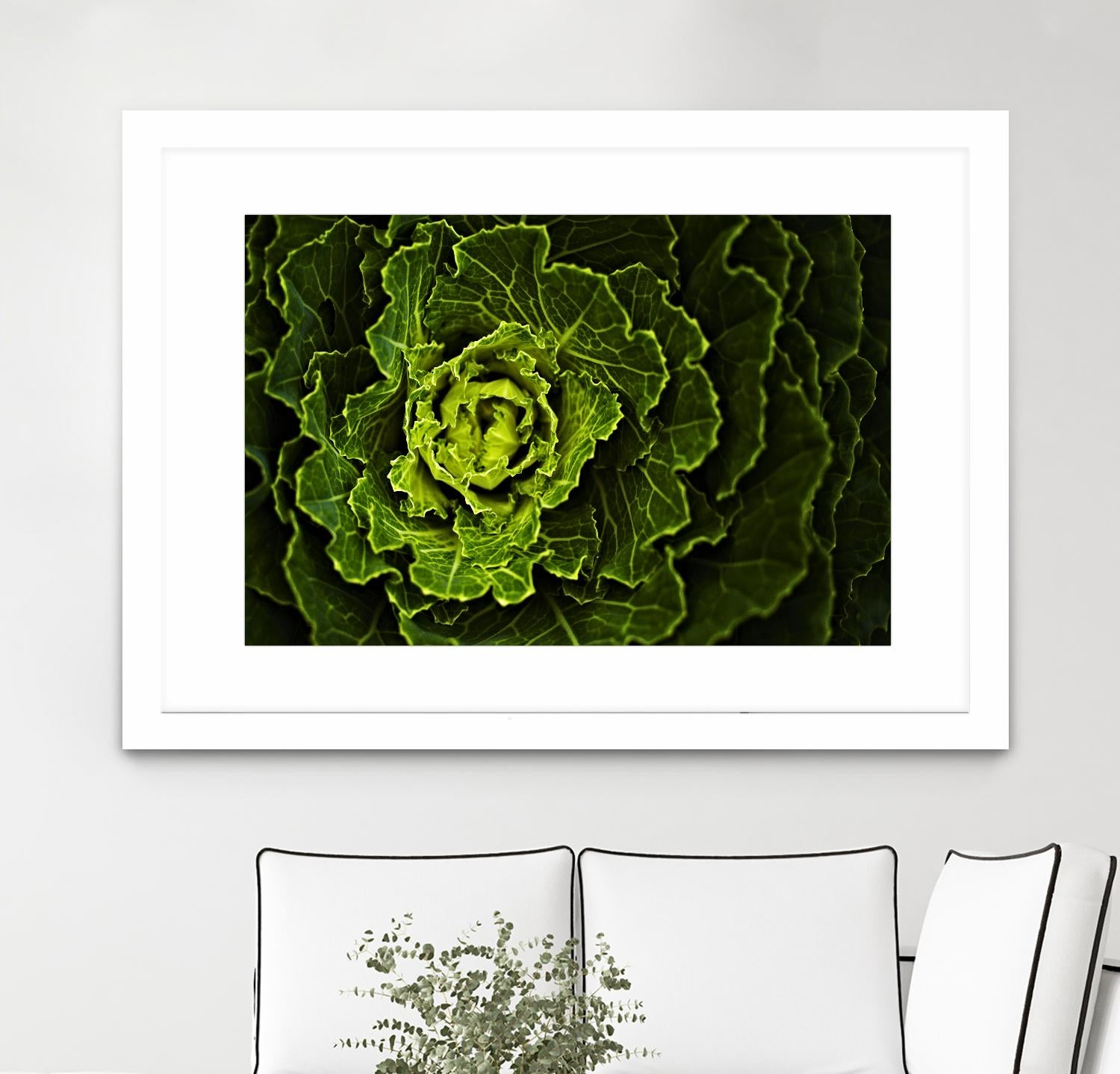 Cabbage I by Peter Morneau on GIANT ART - green photo art