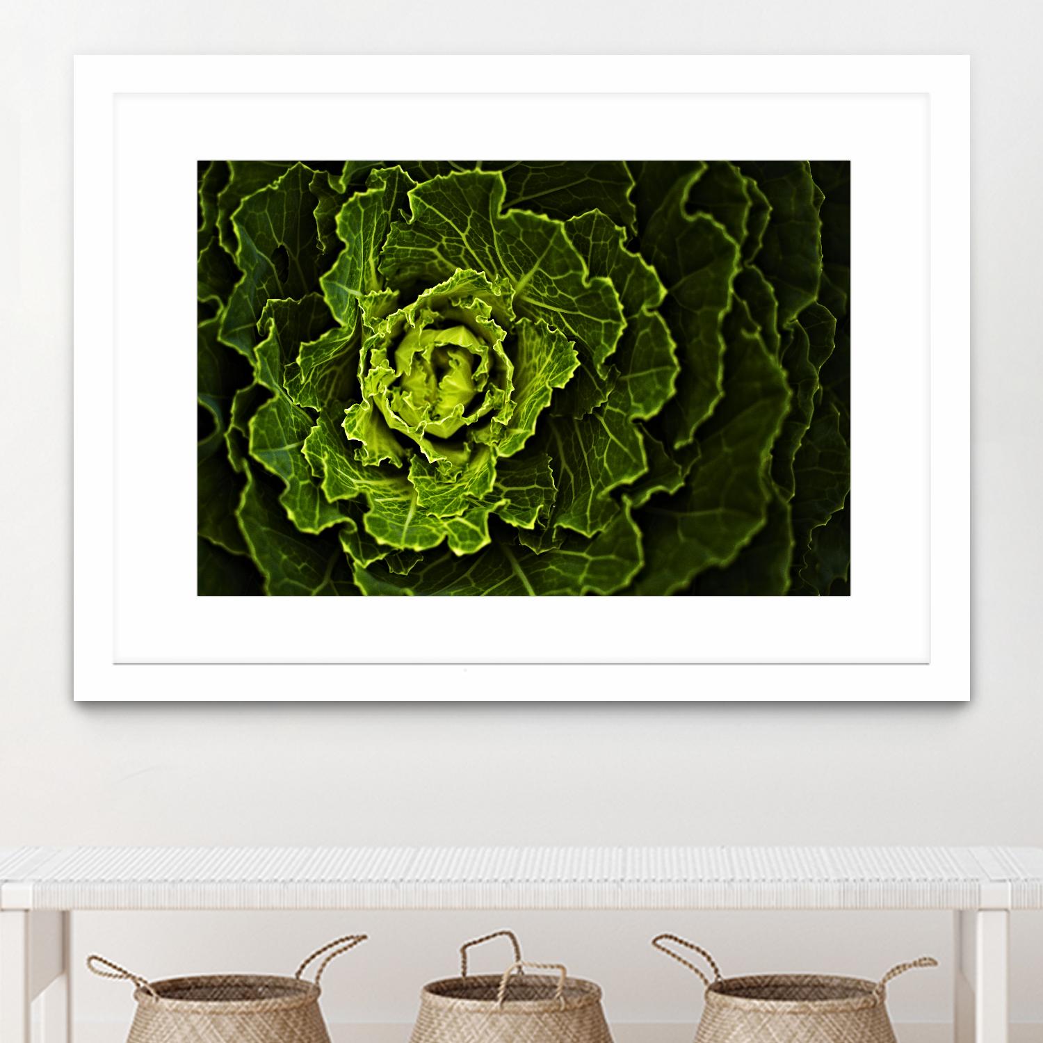 Cabbage I by Peter Morneau on GIANT ART - green photo art