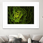 Cabbage I by Peter Morneau on GIANT ART - green photo art