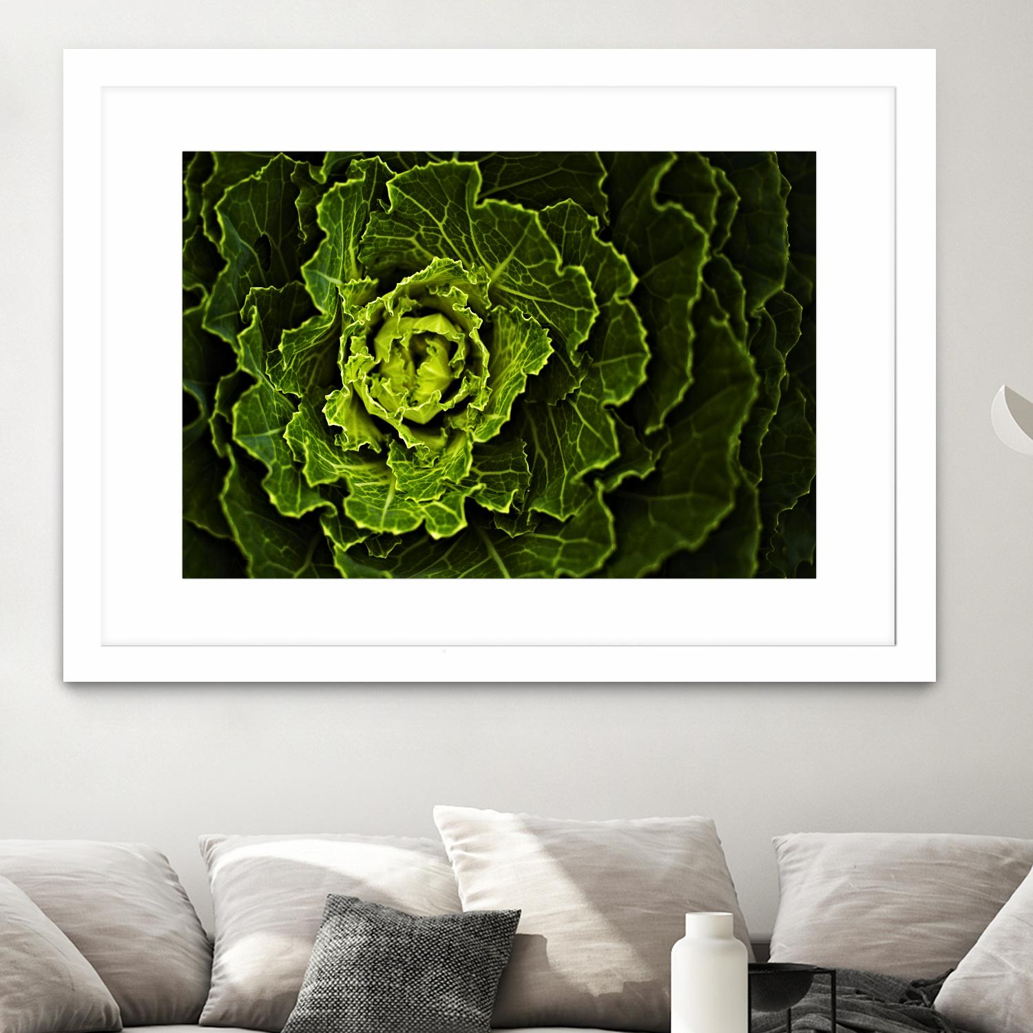 Cabbage I by Peter Morneau on GIANT ART - green photo art