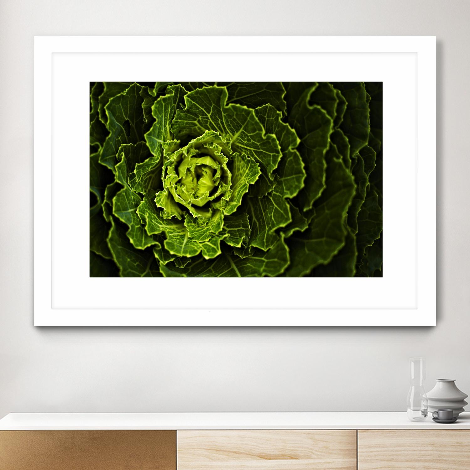 Cabbage I by Peter Morneau on GIANT ART - green photo art