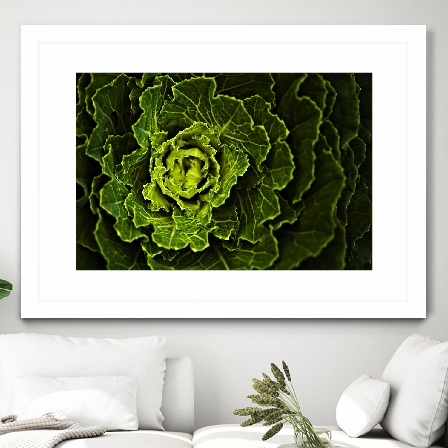 Cabbage I by Peter Morneau on GIANT ART - green photo art