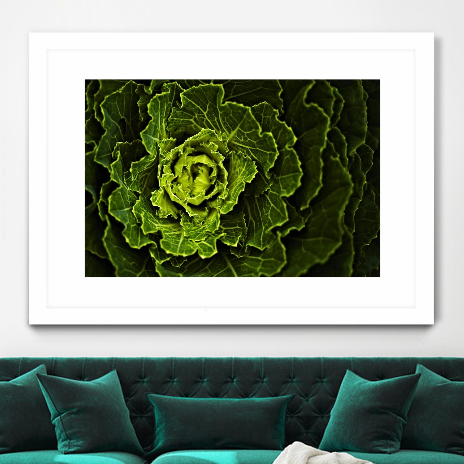 Cabbage I by Peter Morneau on GIANT ART - green photo art