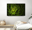 Cabbage I by Peter Morneau on GIANT ART - green photo art
