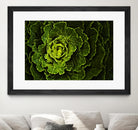 Cabbage I by Peter Morneau on GIANT ART - green photo art