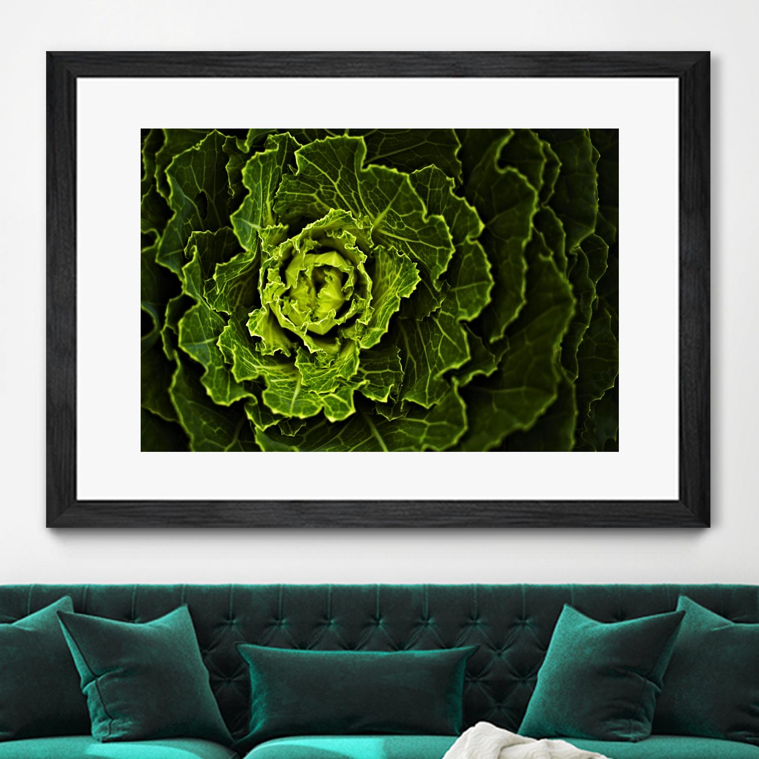Cabbage I by Peter Morneau on GIANT ART - green photo art