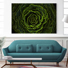 Cabbage II by Peter Morneau on GIANT ART - green photo art