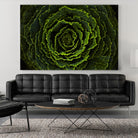 Cabbage II by Peter Morneau on GIANT ART - green photo art