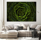 Cabbage II by Peter Morneau on GIANT ART - green photo art