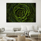 Cabbage II by Peter Morneau on GIANT ART - green photo art