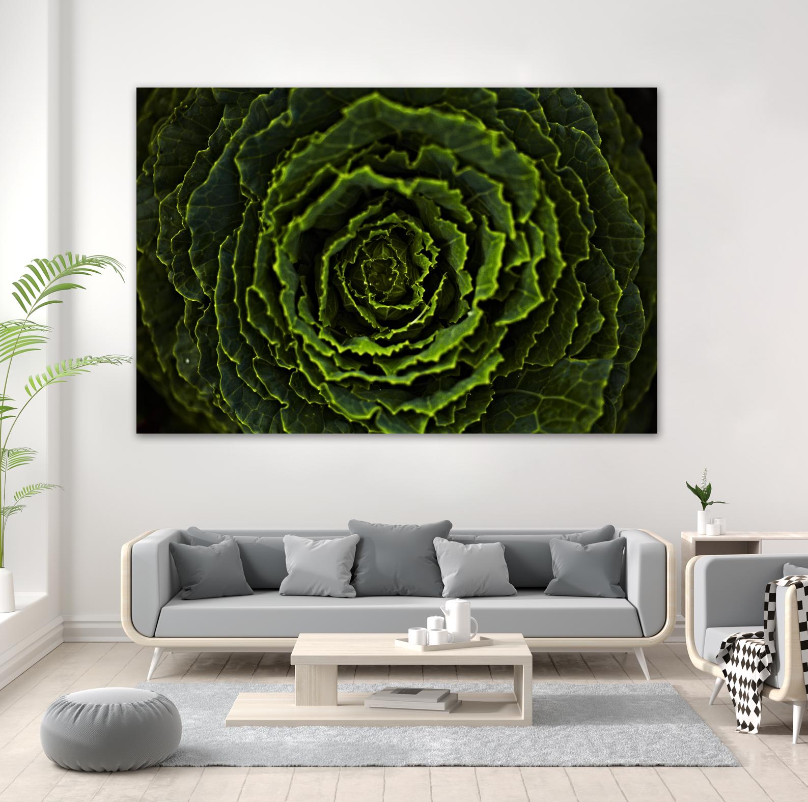 Cabbage II by Peter Morneau on GIANT ART - green photo art