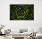 Cabbage II by Peter Morneau on GIANT ART - green photo art