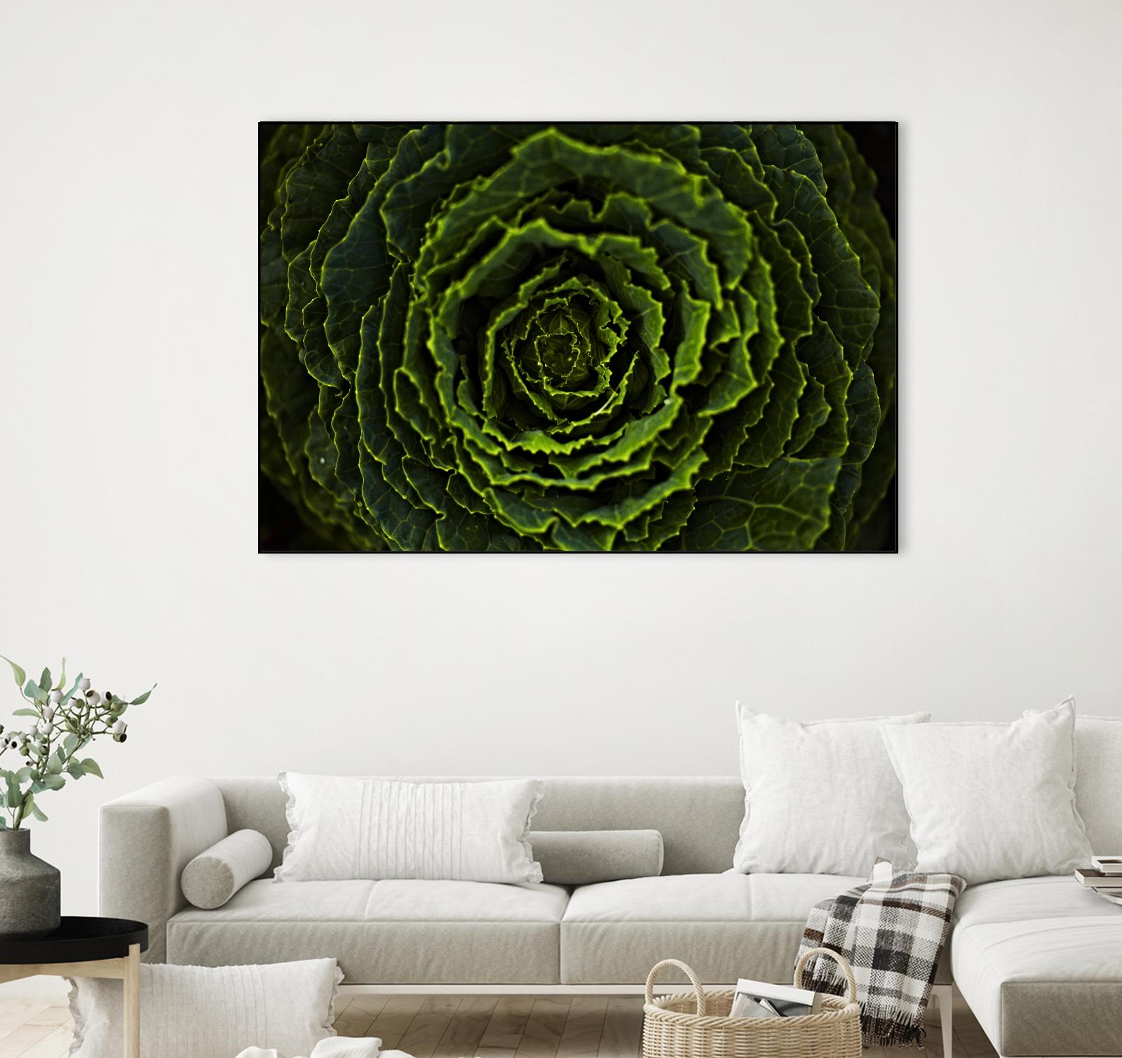 Cabbage II by Peter Morneau on GIANT ART - green photo art