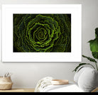 Cabbage II by Peter Morneau on GIANT ART - green photo art