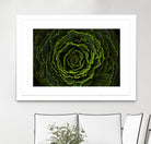 Cabbage II by Peter Morneau on GIANT ART - green photo art