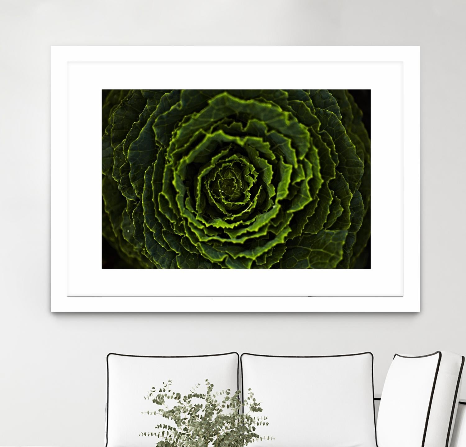 Cabbage II by Peter Morneau on GIANT ART - green photo art