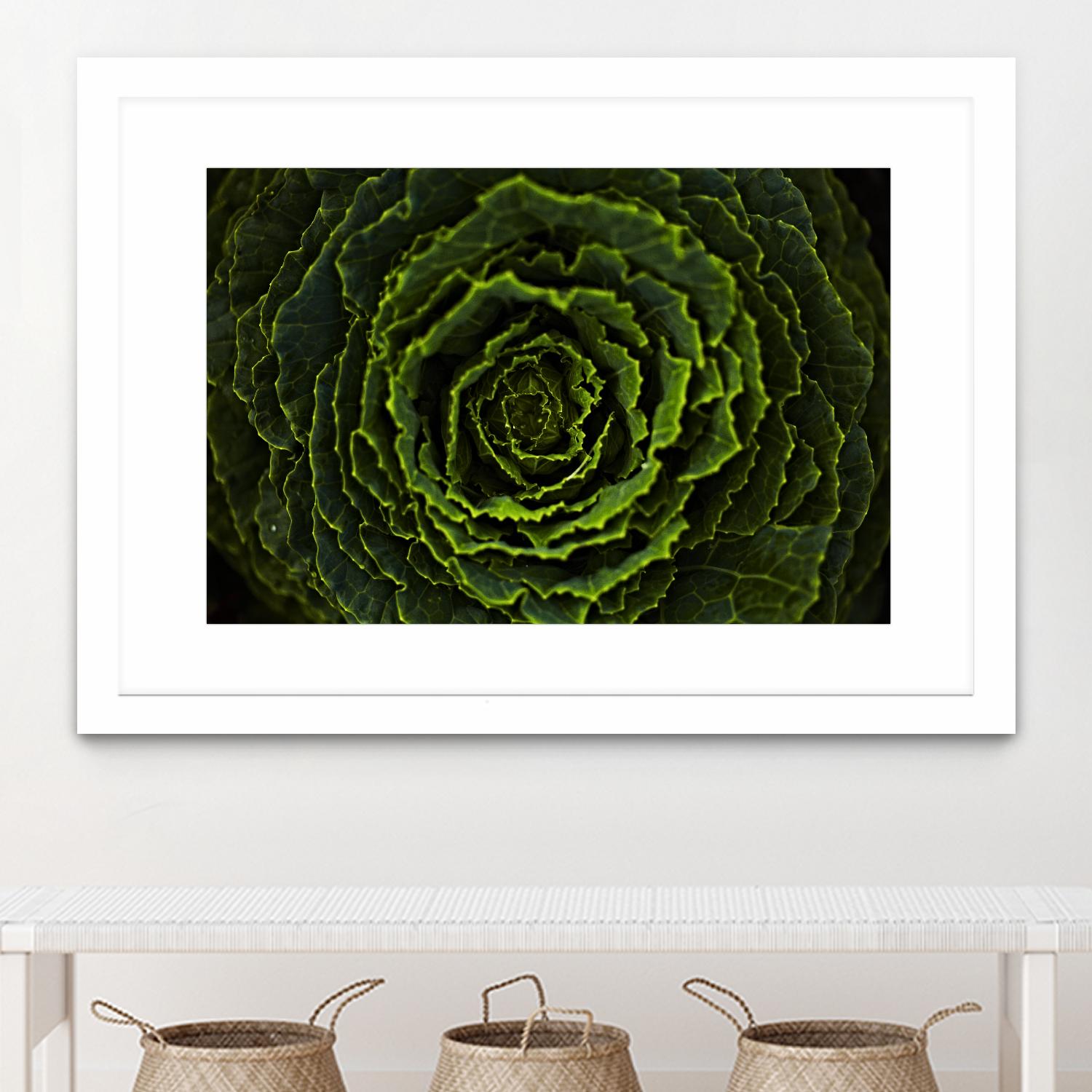 Cabbage II by Peter Morneau on GIANT ART - green photo art