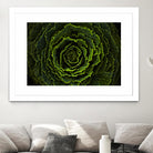 Cabbage II by Peter Morneau on GIANT ART - green photo art
