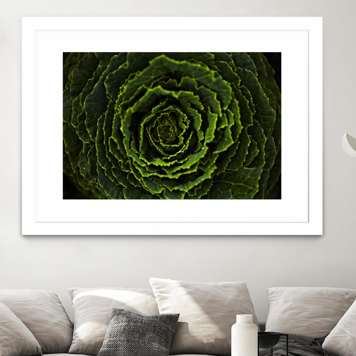 Cabbage II by Peter Morneau on GIANT ART - green photo art