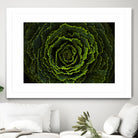 Cabbage II by Peter Morneau on GIANT ART - green photo art
