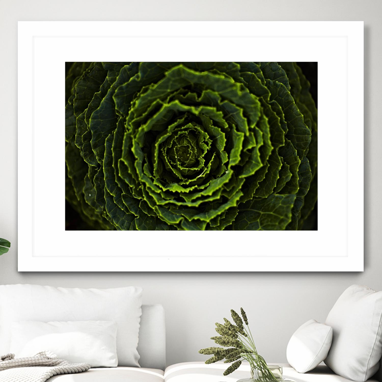 Cabbage II by Peter Morneau on GIANT ART - green photo art