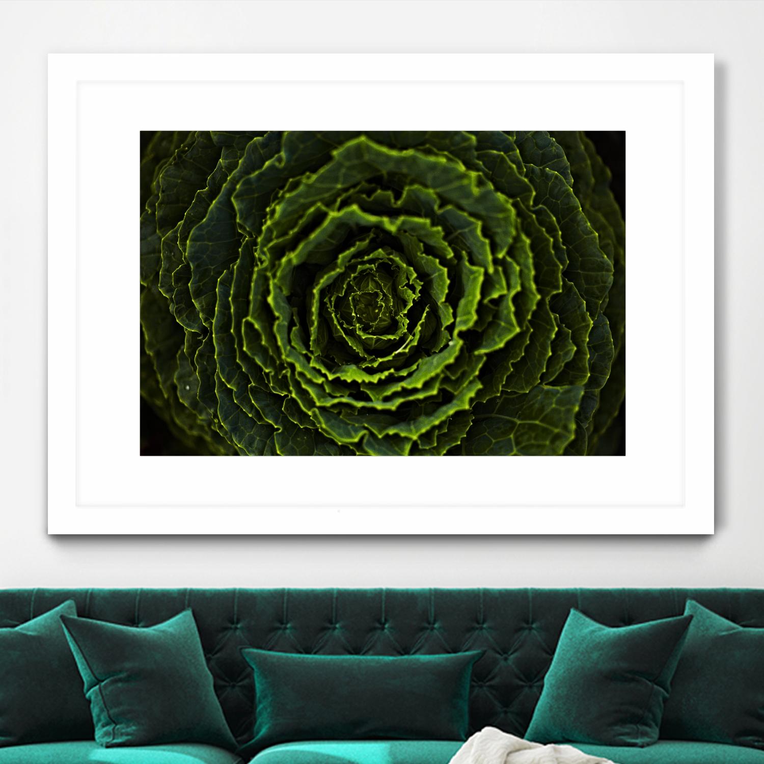 Cabbage II by Peter Morneau on GIANT ART - green photo art
