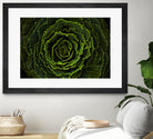 Cabbage II by Peter Morneau on GIANT ART - green photo art