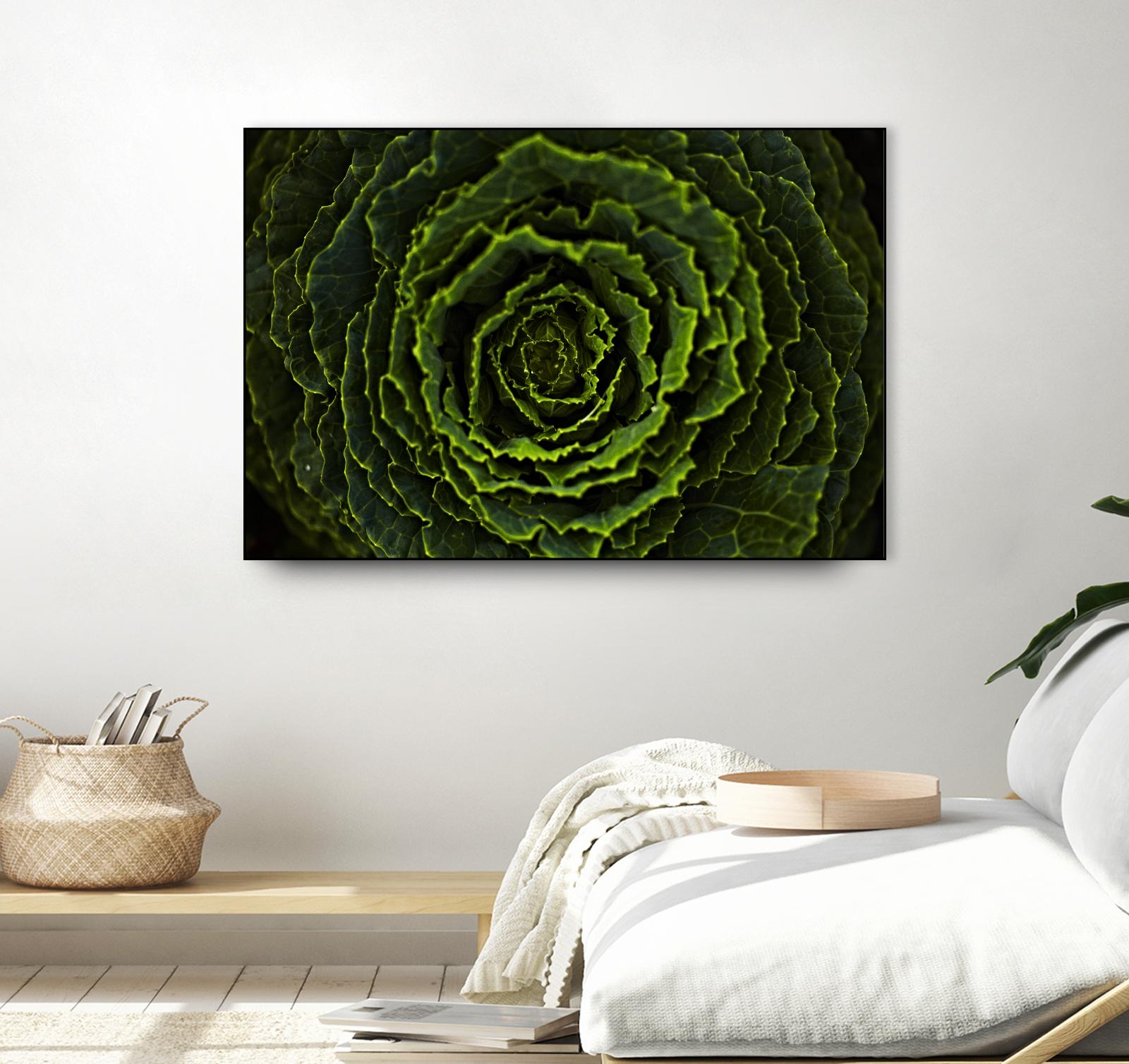 Cabbage II by Peter Morneau on GIANT ART - green photo art