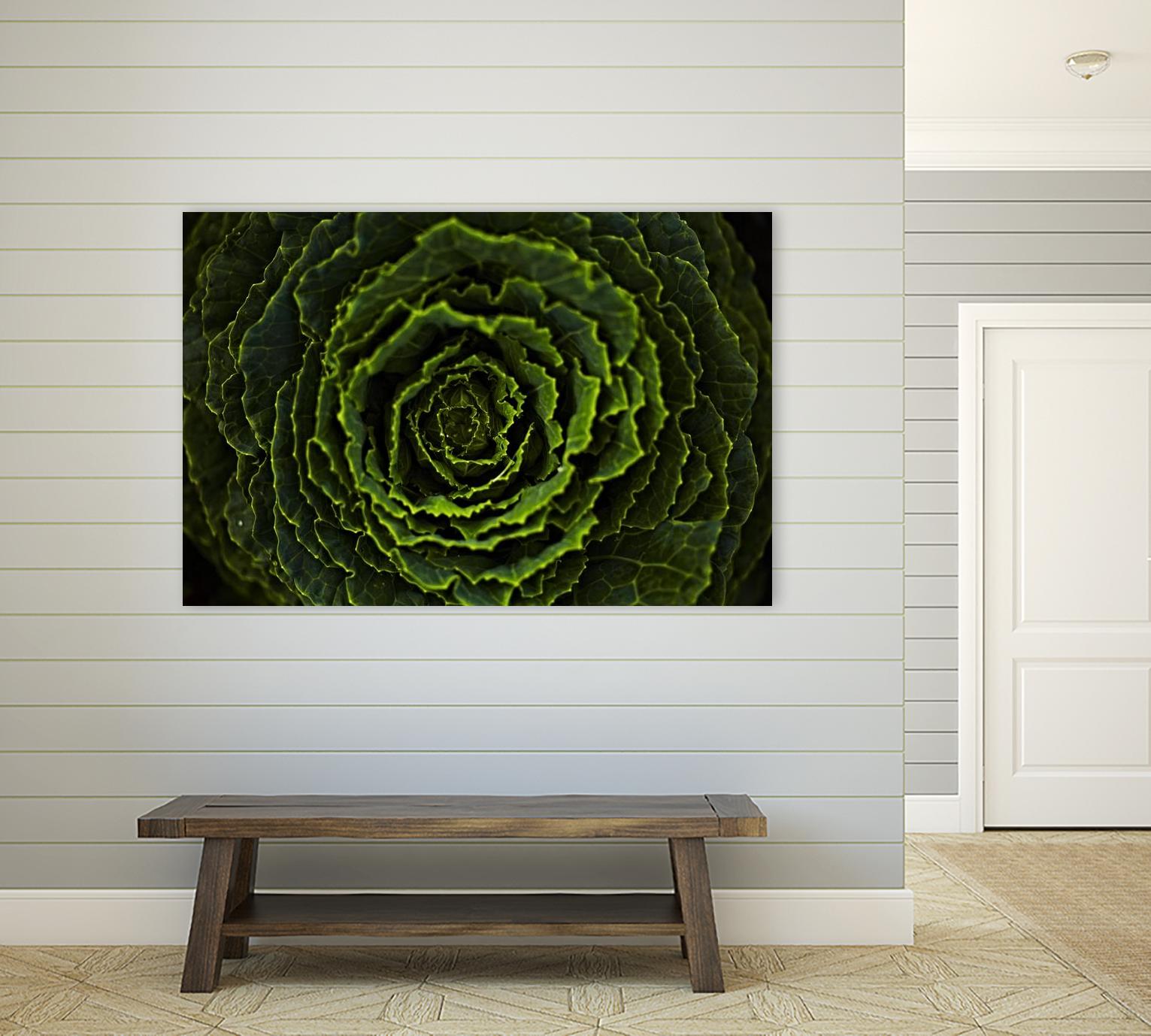 Cabbage II by Peter Morneau on GIANT ART - green photo art
