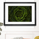 Cabbage II by Peter Morneau on GIANT ART - green photo art