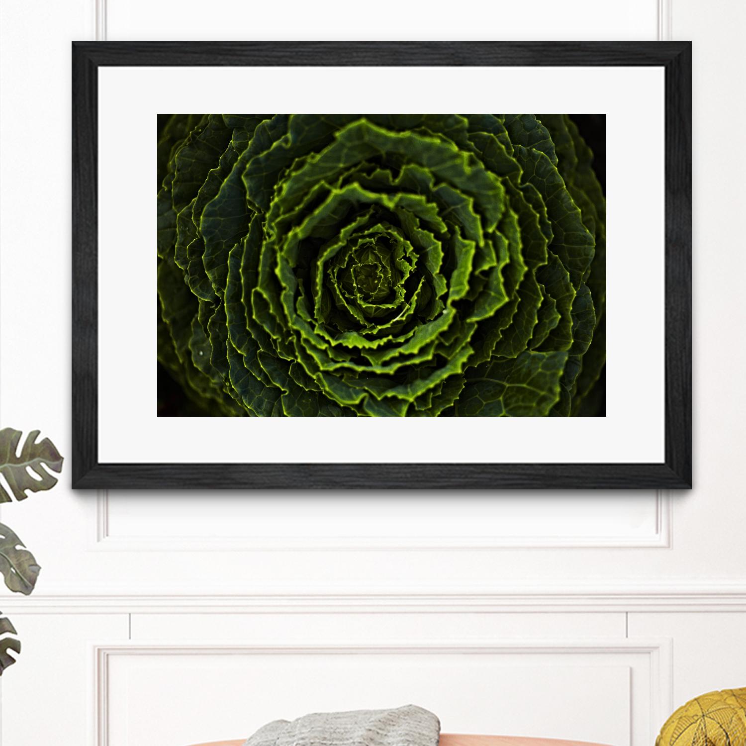 Cabbage II by Peter Morneau on GIANT ART - green photo art