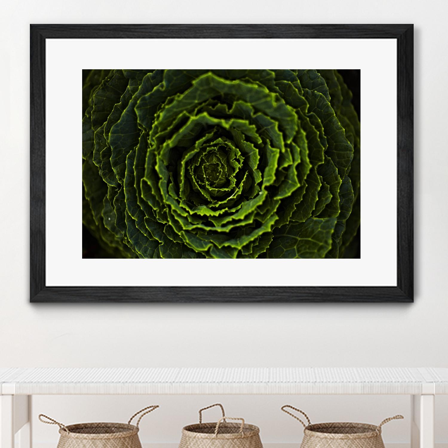 Cabbage II by Peter Morneau on GIANT ART - green photo art