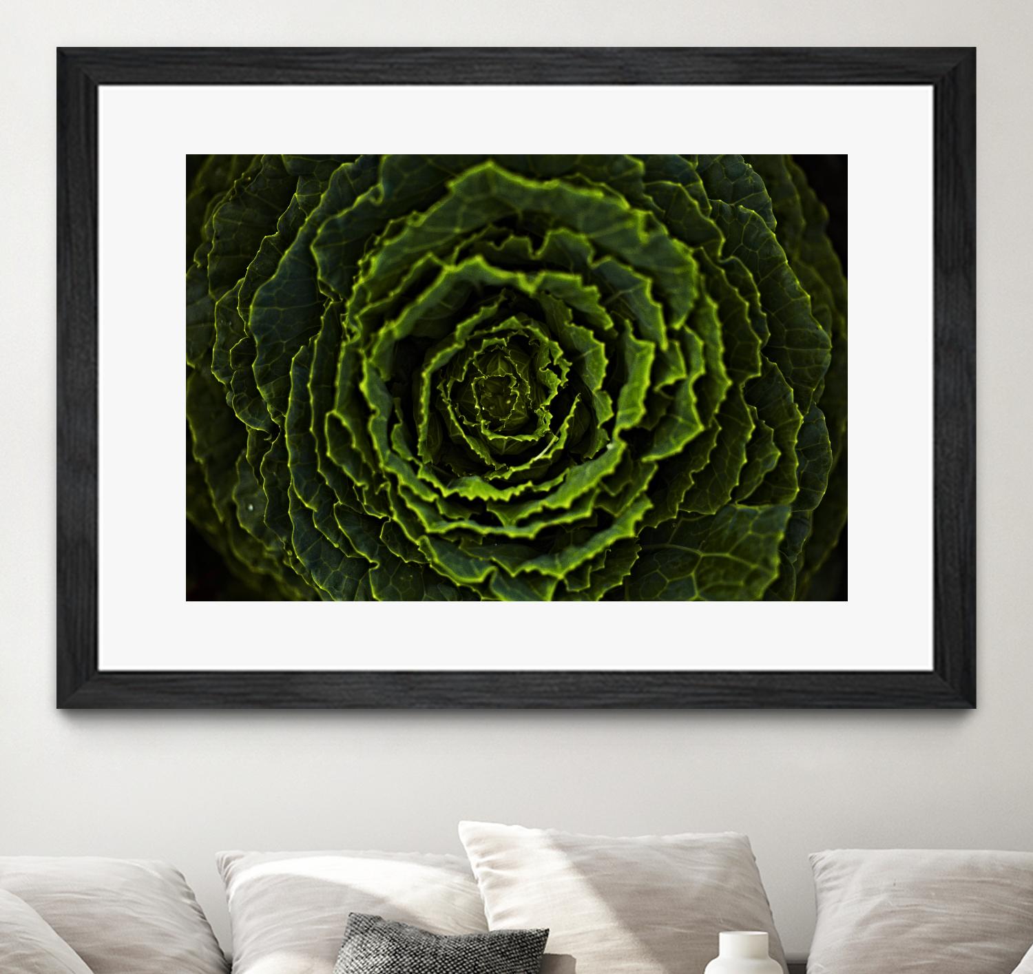 Cabbage II by Peter Morneau on GIANT ART - green photo art
