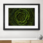 Cabbage II by Peter Morneau on GIANT ART - green photo art