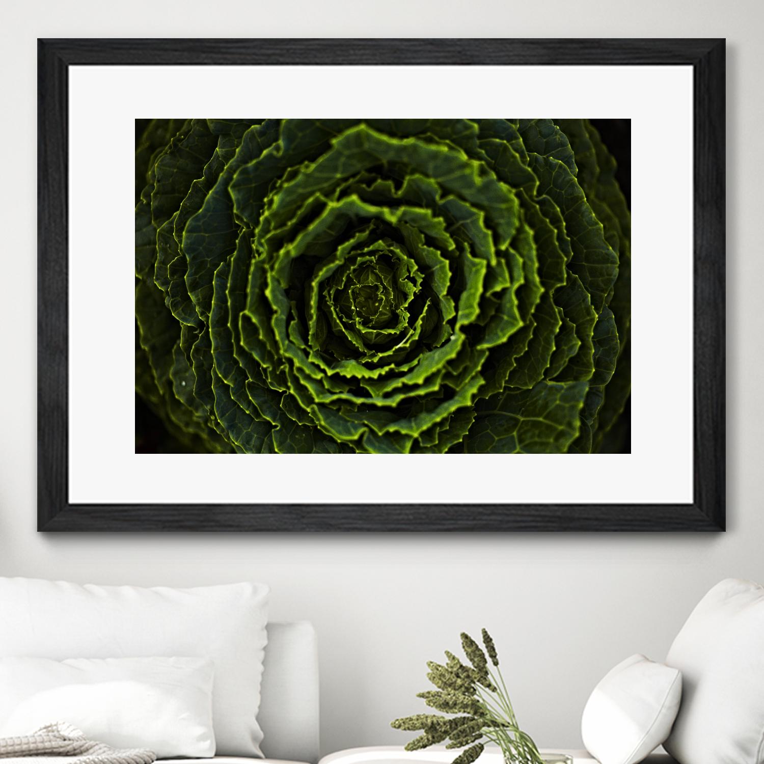 Cabbage II by Peter Morneau on GIANT ART - green photo art