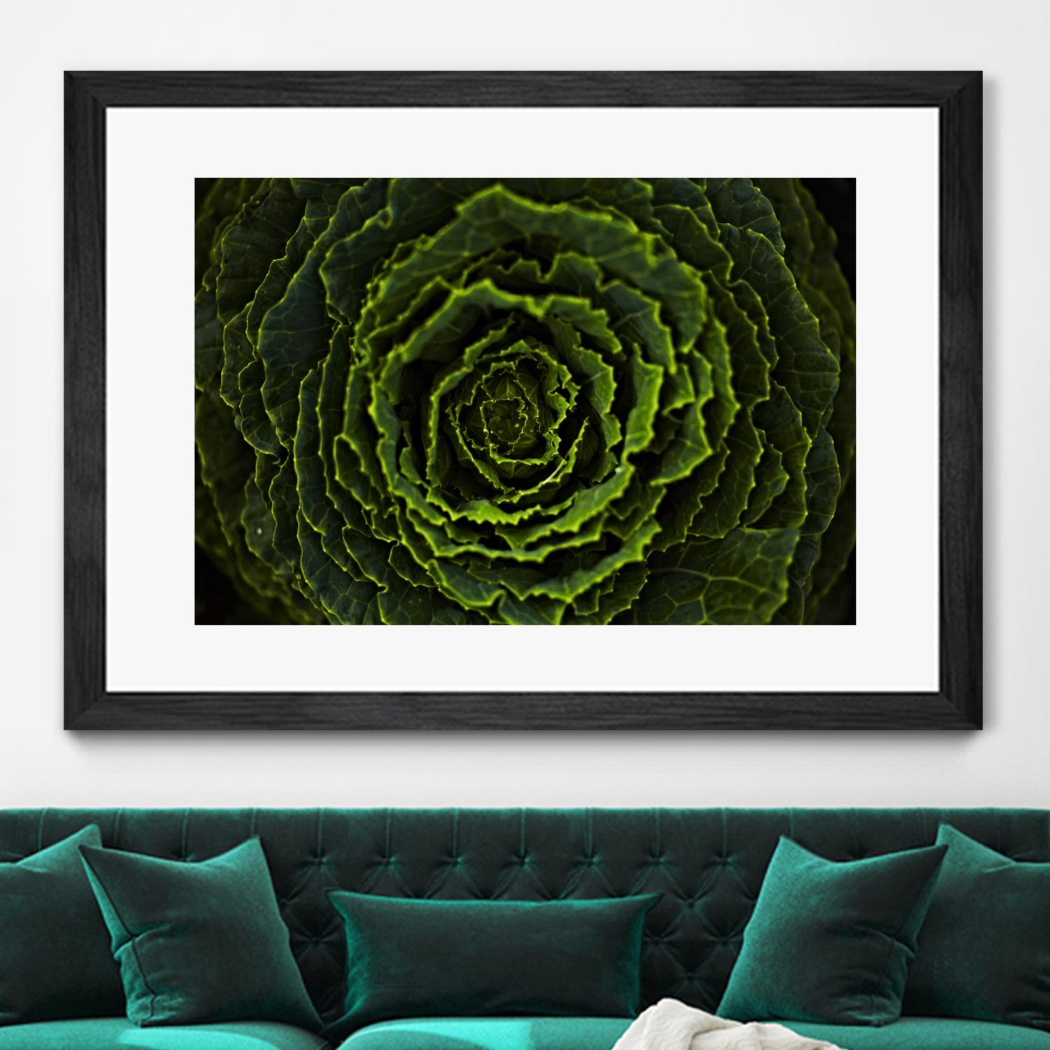 Cabbage II by Peter Morneau on GIANT ART - green photo art