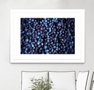Blueberries II by Peter Morneau on GIANT ART - blue photo art